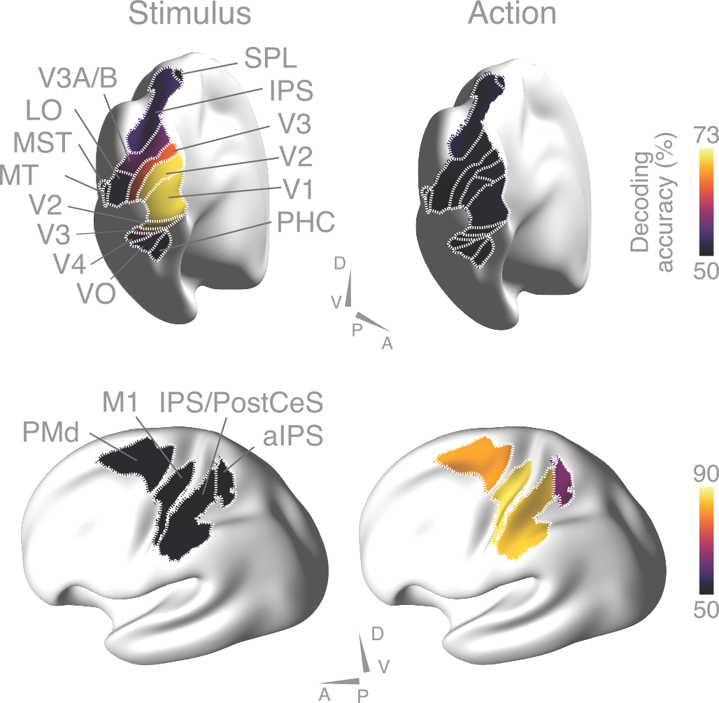 Decodng Brain Signals
